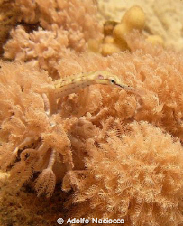 Red Sea Pipefish
Grand Rotana house reef, Sharm el S by Adolfo Maciocco 